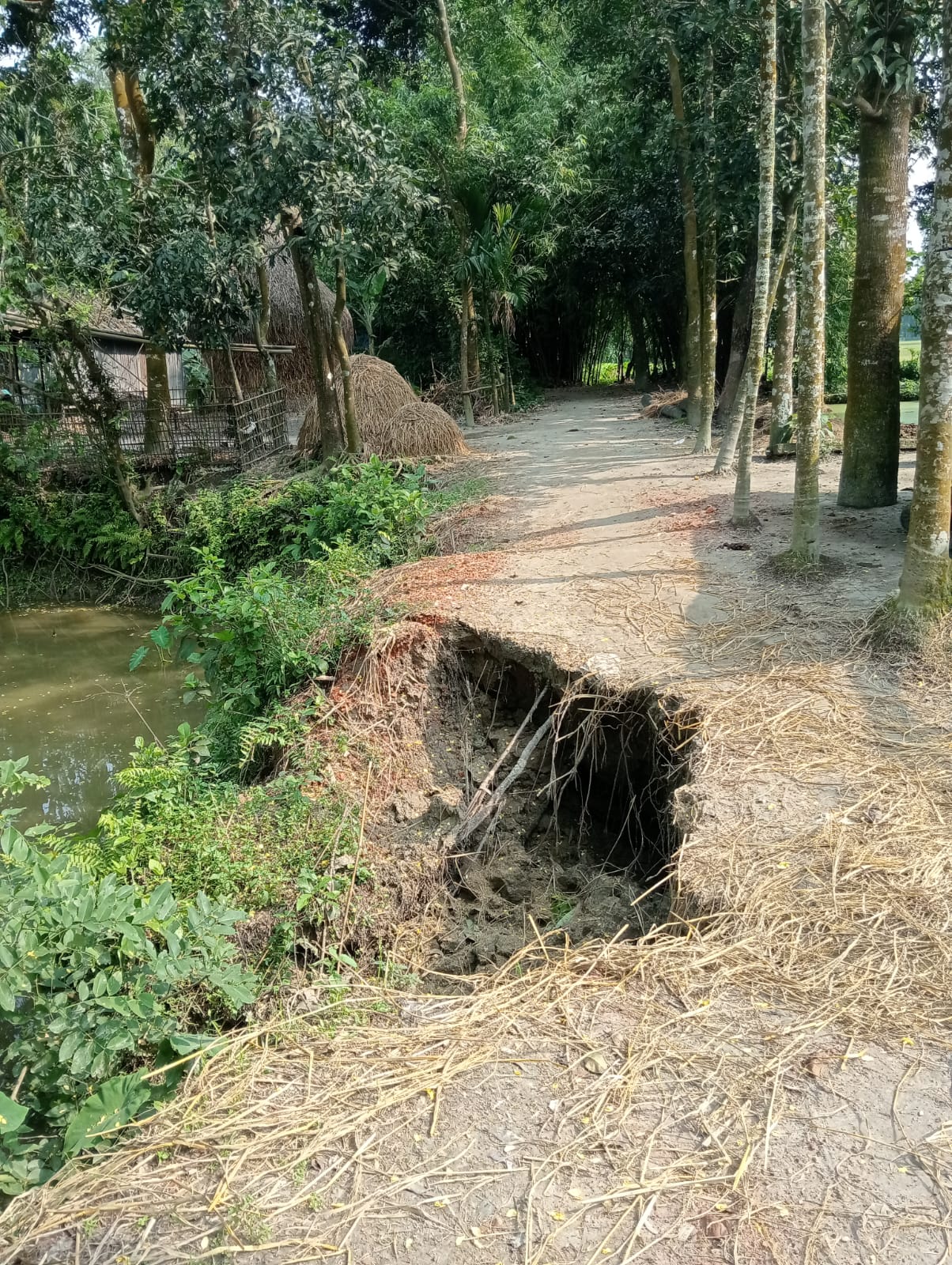 ভারী বৃষ্টিতে রাস্তা ভেঙে পুকুরে, চরম দুর্ভোগে কুড়িগ্রামের কেবলের ভিটা এলাকার মানুষ