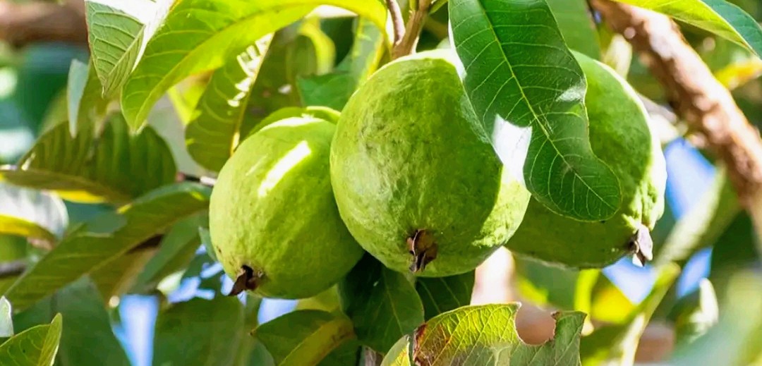 পেয়ারা দেওয়ার কথা বলে প্রতিবন্ধী গৃহবধূকে ধর্ষণের অভিযোগ