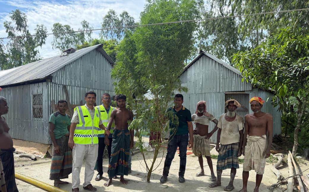 ভূরুঙ্গামারীতে পুলিশের অভিযানে মাদক ও জুয়াড়ি বাদশার বাড়িতে ১৭ ফুট গাঁজা গাছ উদ্ধার