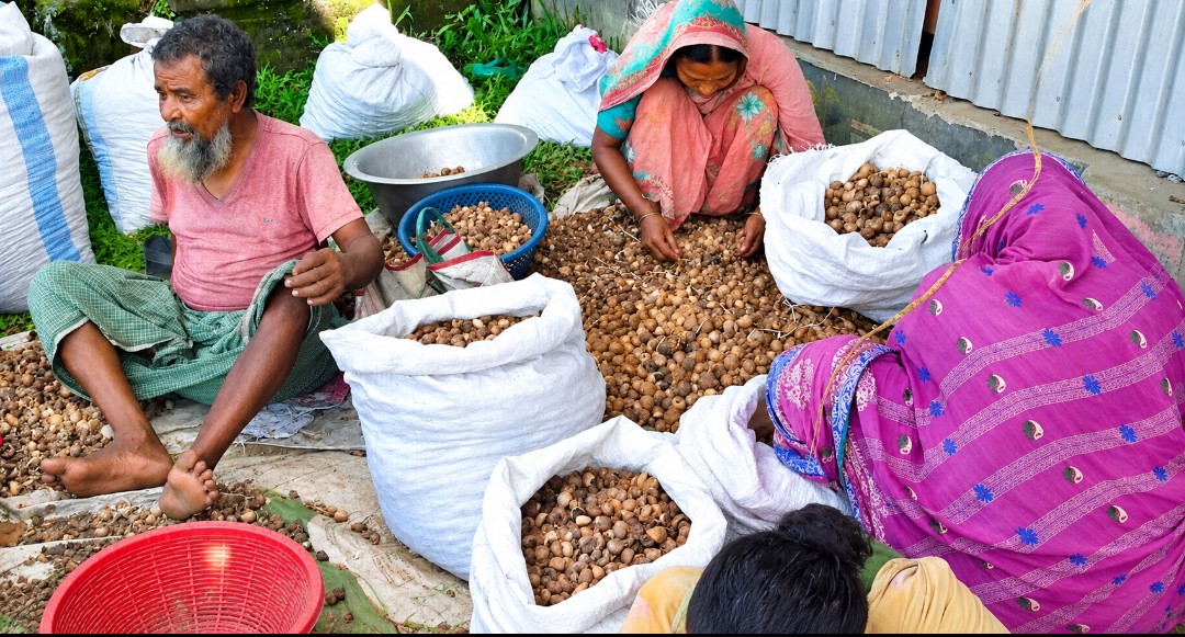 রাজারহাটে পঁচা সুপারি এখন আয়ের উৎস, কর্মসংস্থানে নতুন সম্ভাবনা