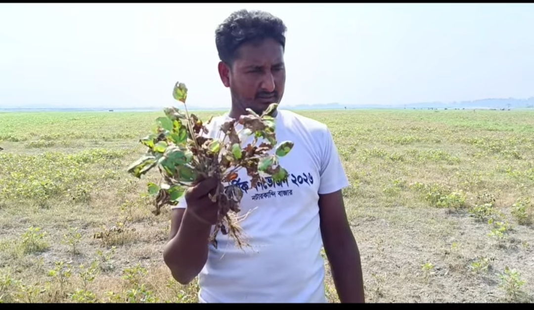 কীটনাশক দিয়ে মাসকালাই ফসল নষ্টের অভিযোগ, ১০ জনের বিরুদ্ধে থানায় অভিযোগ